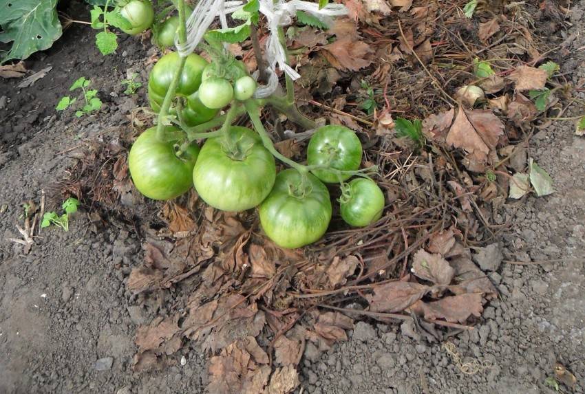 Мульчирование помидоров в открытом грунте: боремся за урожай