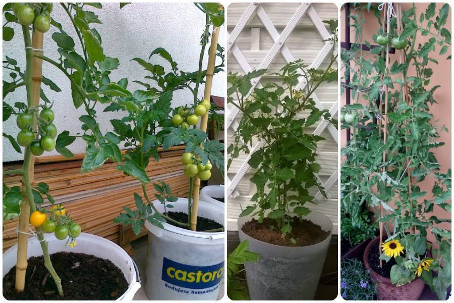 ✅ выращивание томатов в ведрах, в теплице и в открытом грунте, как высадить рассаду