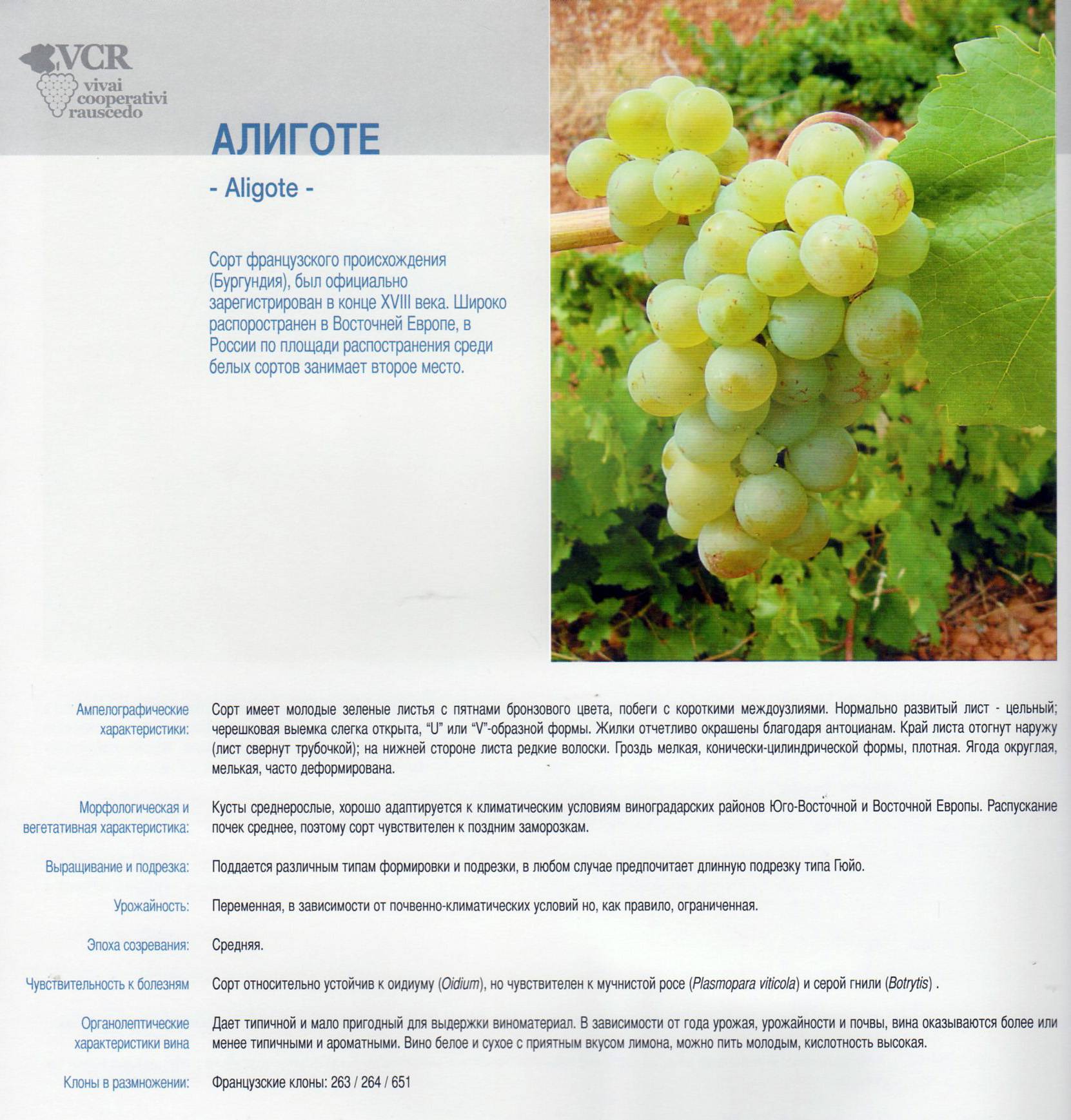 Описание и история селекции винограда сорта совиньон, способы посадки и правила ухода