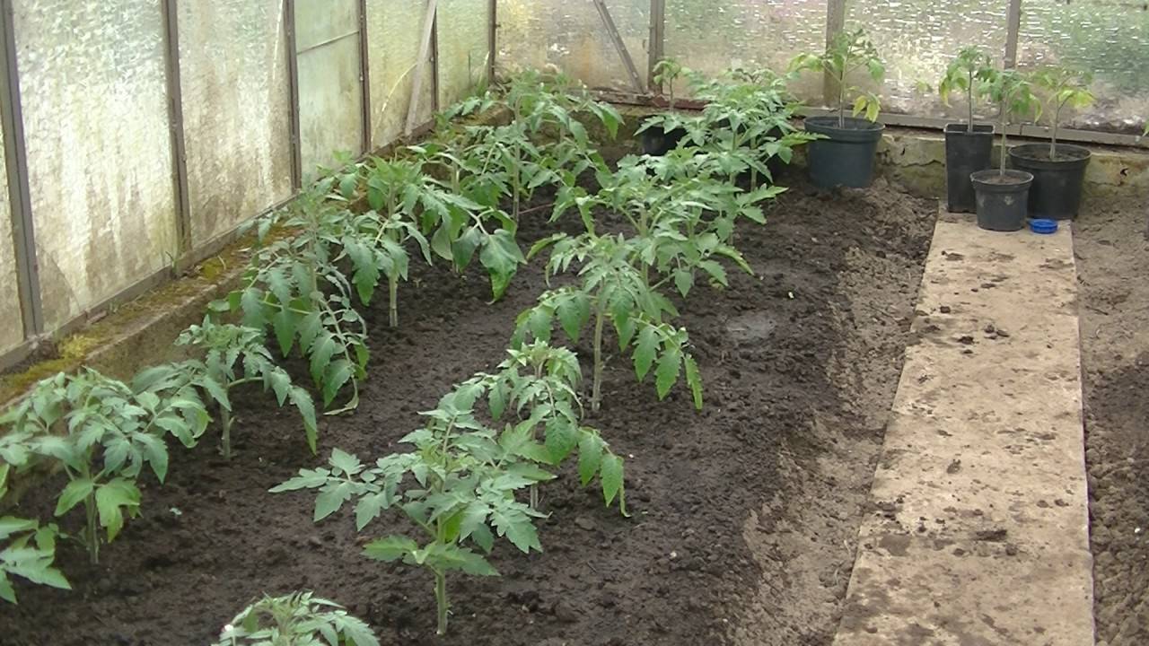 Сроки посева томатов на рассаду в подмосковье и когда сажать в 2023 году