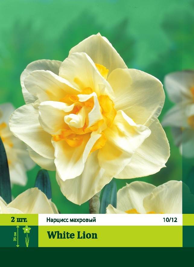 Нарцисс — виды, уход и выращивание. цветок. фото — ботаничка