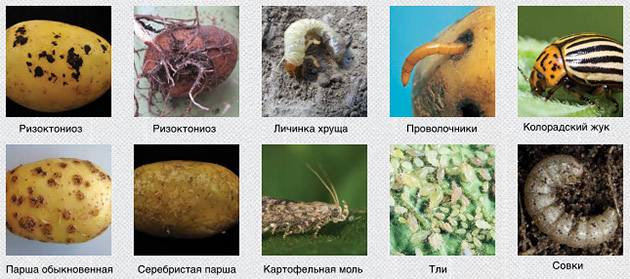 Вредители картофеля: фото, описание и борьба с ними