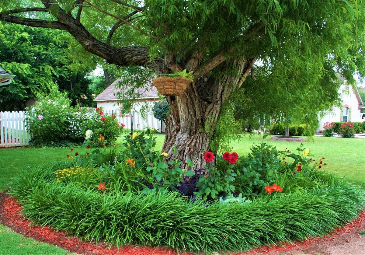 Что посадить под яблоней ? в саду: рекомендации, описание, фото | qlumba.com