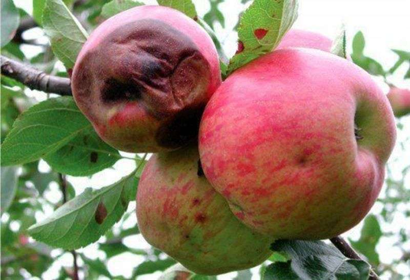 Что делать если яблоки гниют и падают прямо на дереве