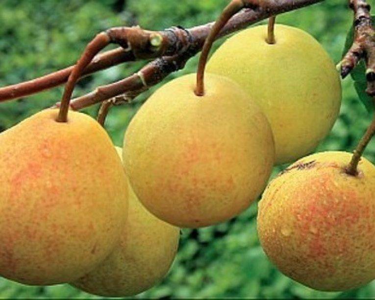 Груша рогнеда: описание сорта, фото плодов, рекомендации по выращиванию