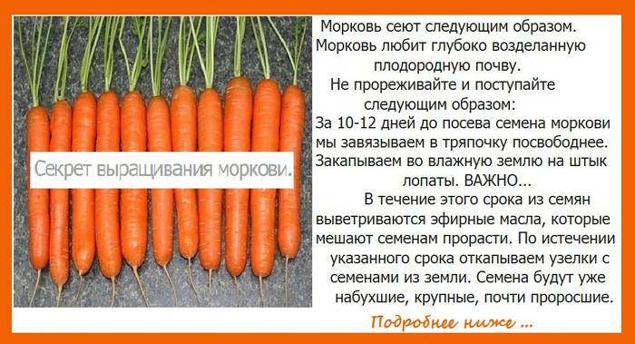Семена моркови: как выглядят, откуда берутся, как собрать в домашних условиях