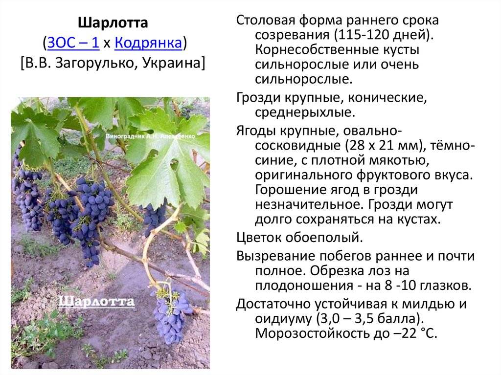 Виноград коринка русская описание сорта