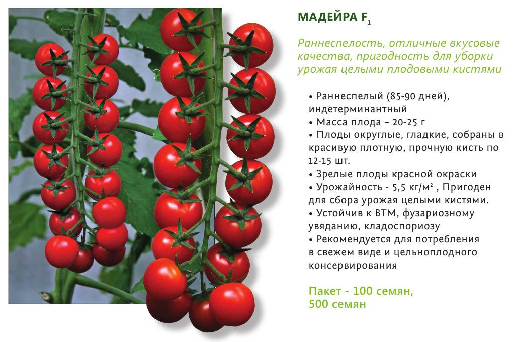 Томат казачка характеристика и описание сорта урожайность с фото