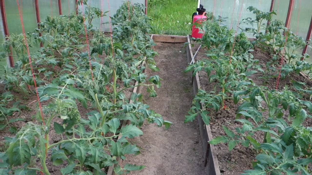 Выращивание томатов в теплице и открытом грунте.