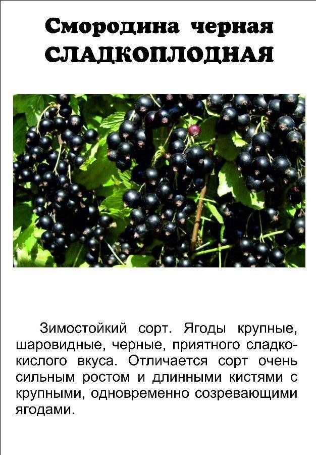 Описание черной смородины сорта белорусская сладкая, правила посадки и ухода