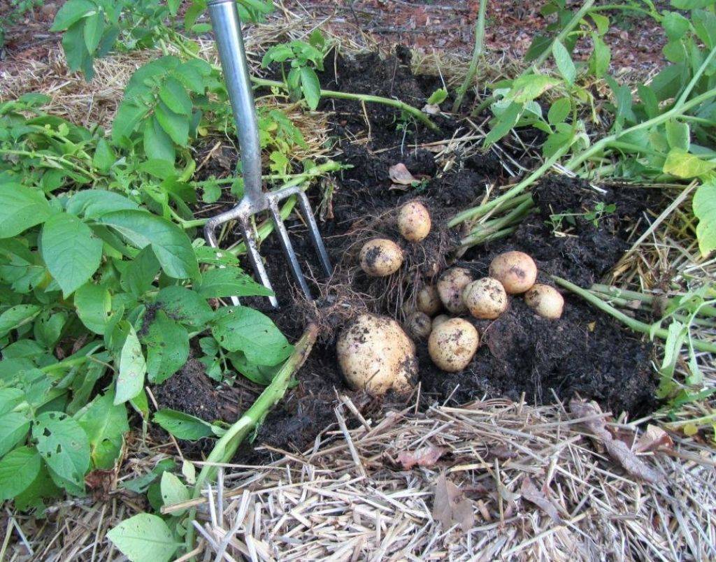 Мульчирование картофеля при посадке и после: как лучше сделать и чем мульчировать картошку, чтобы не окучивать