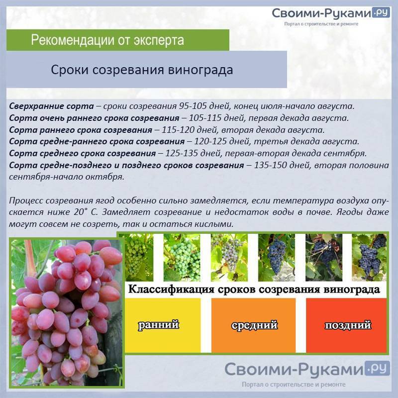 Сорт винограда монарх: фото и видео, описание и отзывы