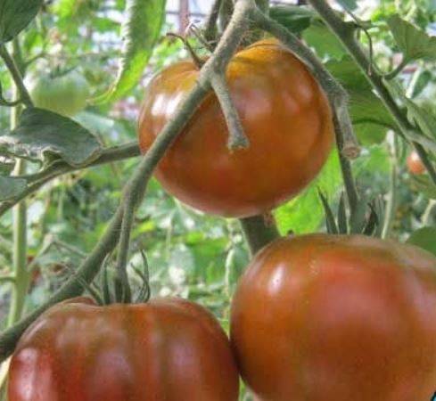 Заржавевшее сердце эверетта томат: описание, выращивание, уход, фото