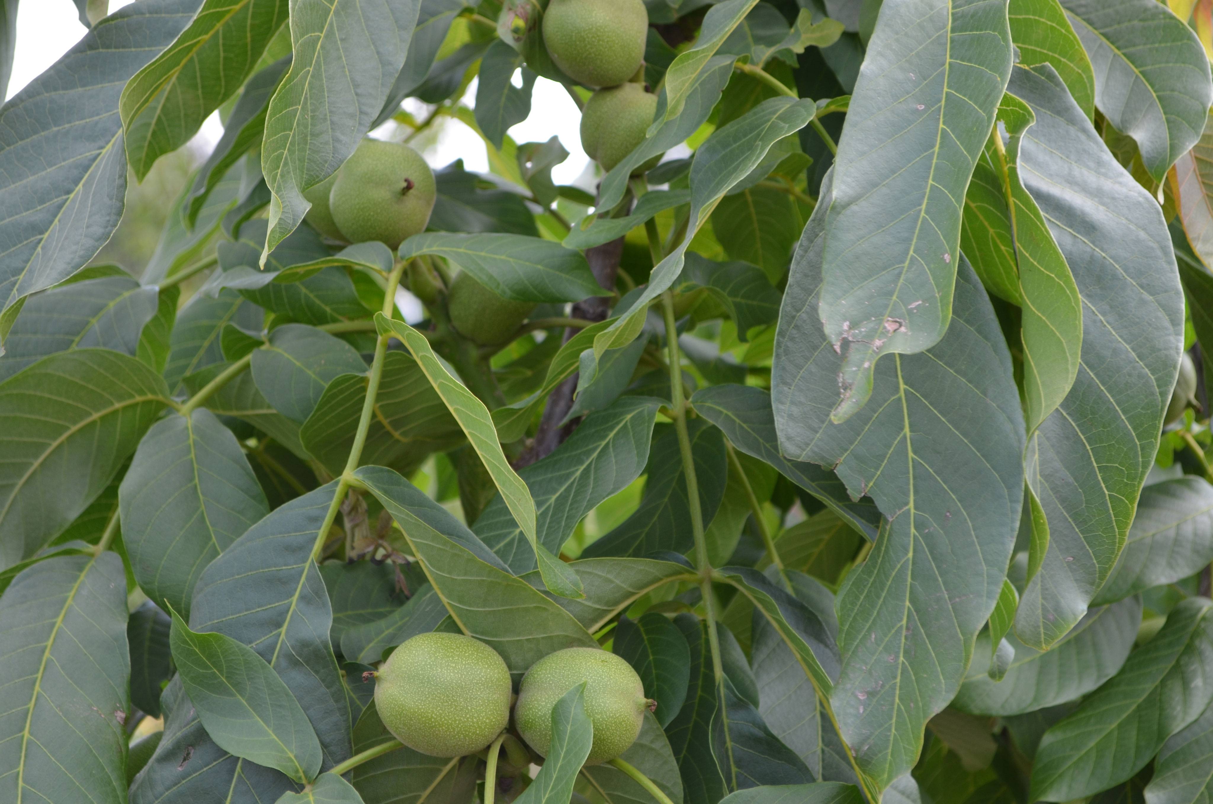 Описание и характеристики грецкого ореха сорта идеал, выращивание и уход