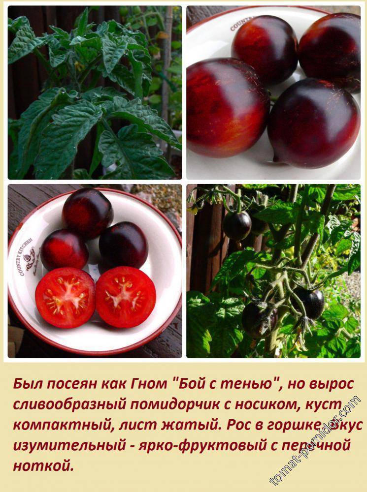 Описание томата серии Гном Бой с тенью, культивирование и выращивание сорта