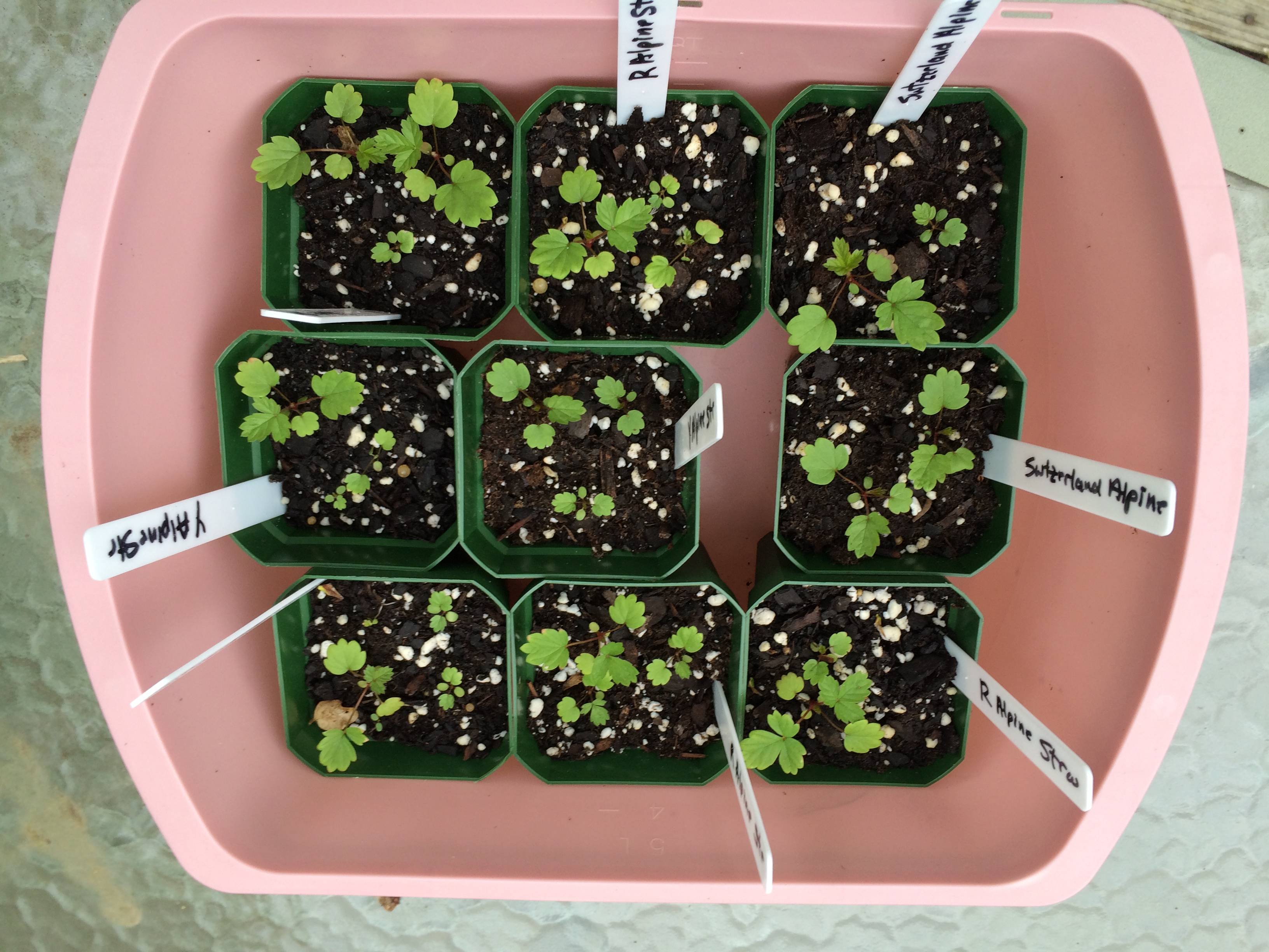 Выращивание клубники из семян в домашних условиях: как прорастить, посев  и уход