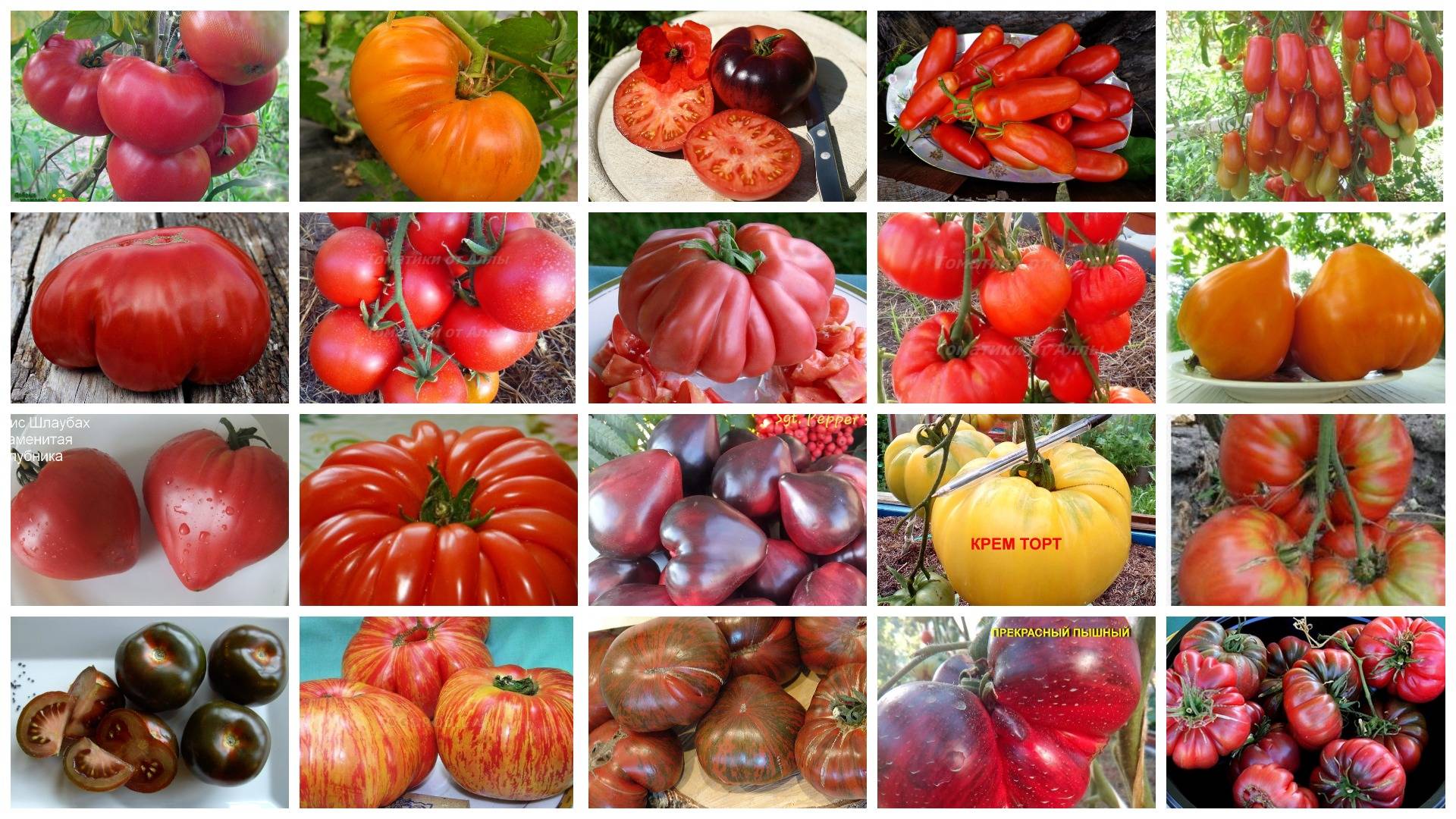 Какие сорта томатов предлагают коллекционеры на 2022 год: наименования и описания