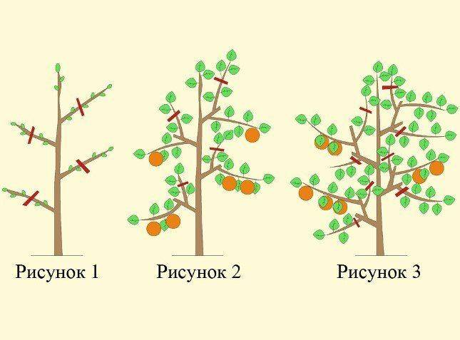 Обрезка колоновидной яблони: схема и правила формирования дерева для начинающих