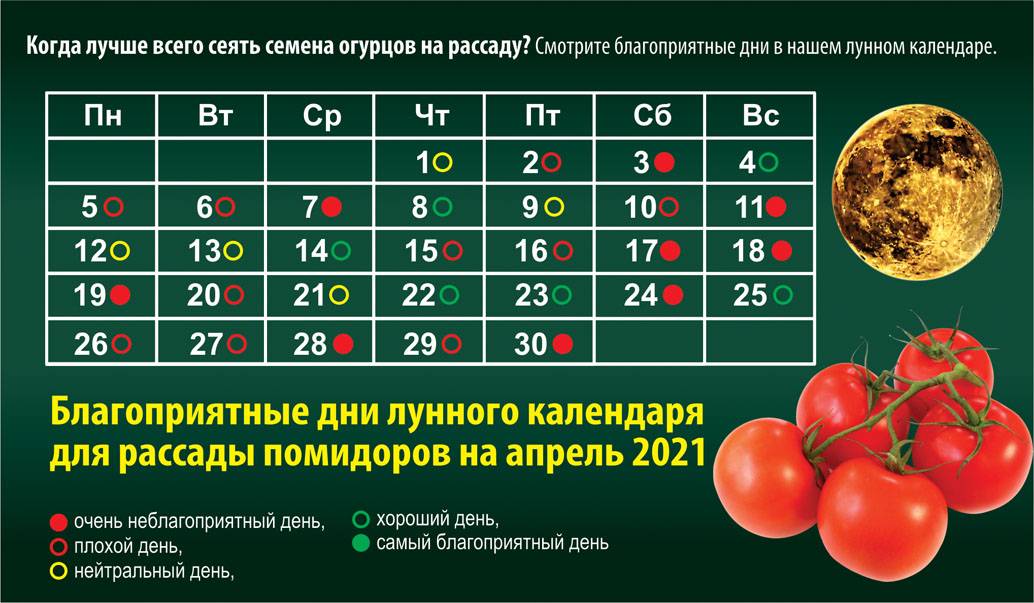 Посадка томатов в сибири 2022 рассады сибирском крае, сажать помидоры, календарь лунный, благоприятные дни
