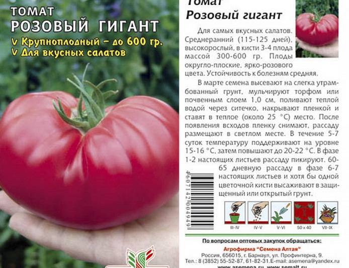 Описание и характеристики сорта томатов Розовый гигант, урожайность и выращивание