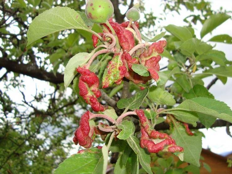 Почему краснеют листья у яблони и что делать - лечение и уход