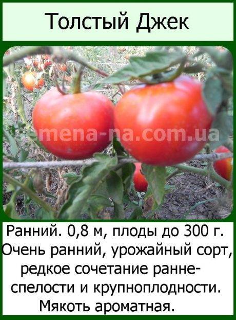 Томат толстый джек: отзывы (9), фото, урожайность, описание и характеристика | tomatland.ru