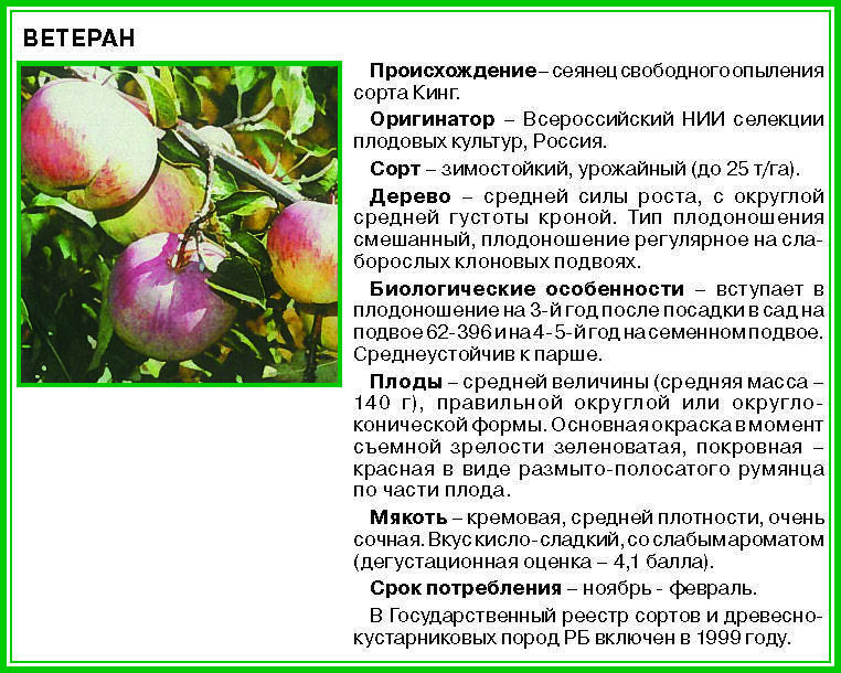 Яблоня ауксис: описание сорта, фото, отзывы садоводов, посадка и хранение