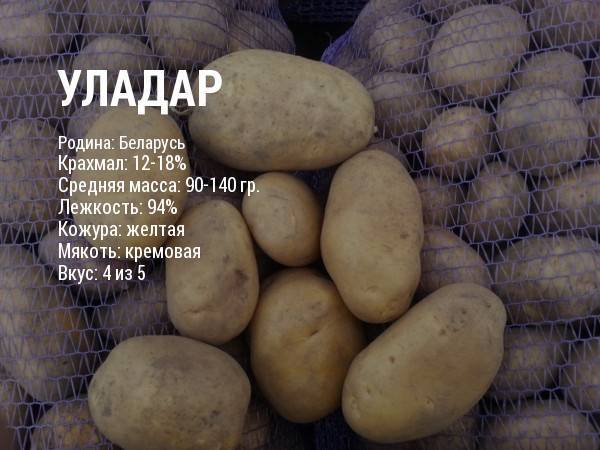 Картофель уладар: описание сорта, посадка, выращивание, уход и отзывы
