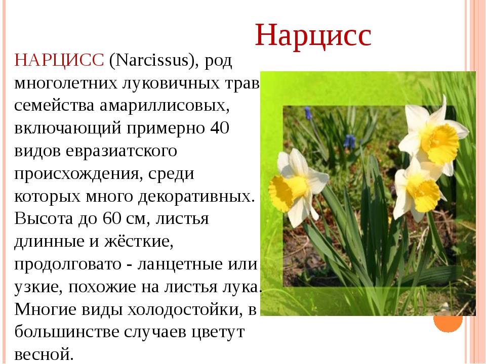 Нарцисс — виды, уход и выращивание. цветок. фото — ботаничка