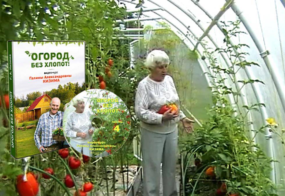 Посадка и советы по выращиванию томатов по методу Галины Кизимы