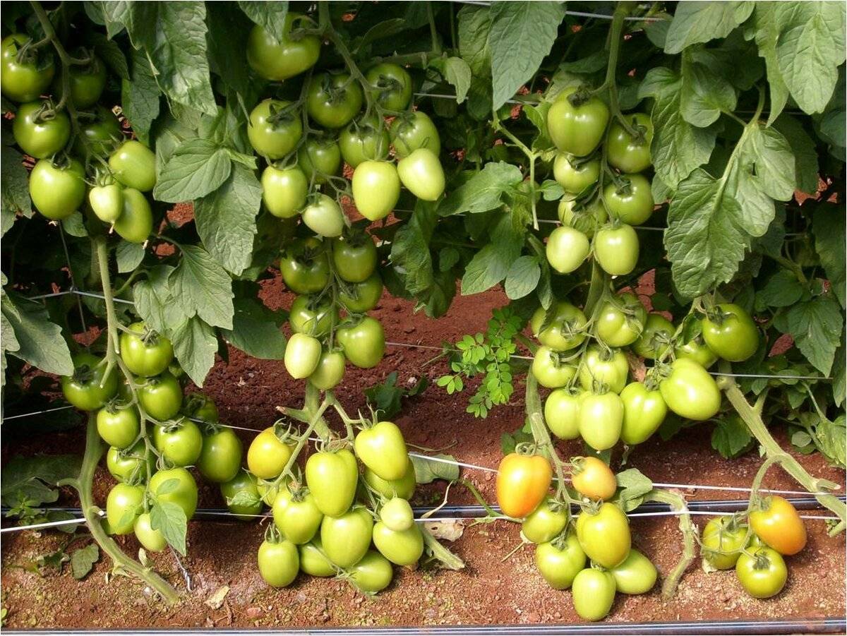 Описание лучших сортов томатов для краснодарского края открытого грунта и теплиц