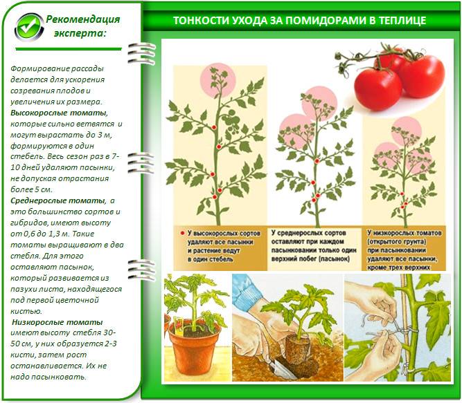 Китайский способ выращивания томатов для невиданного урожая