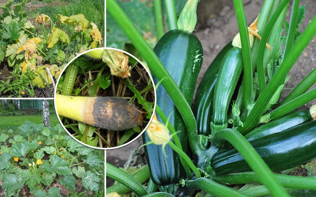 Выращивание кабачков в теплице из поликарбоната или парнике: уход, как поливать, чем подкормить во время цветения и плодоношения