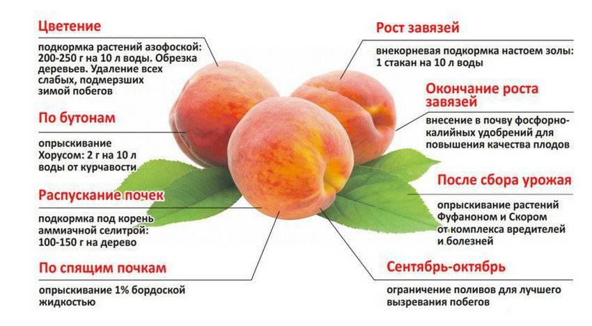 Почему не плодоносит абрикос: основные причины, что делать, методы борьбы