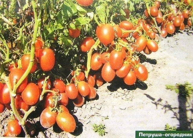 Описание и характеристика сорта томата огородный колдун, урожайность и уход