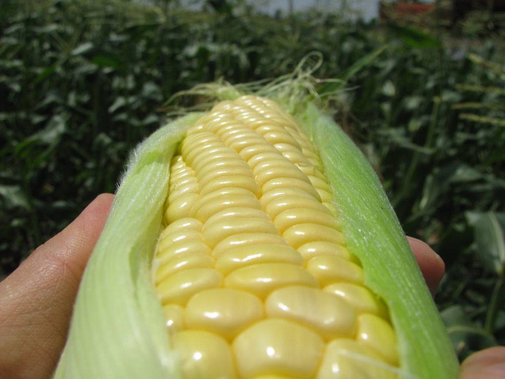 Сорт кукурузы для попкорна: как называются, выращивание и хранение с фото