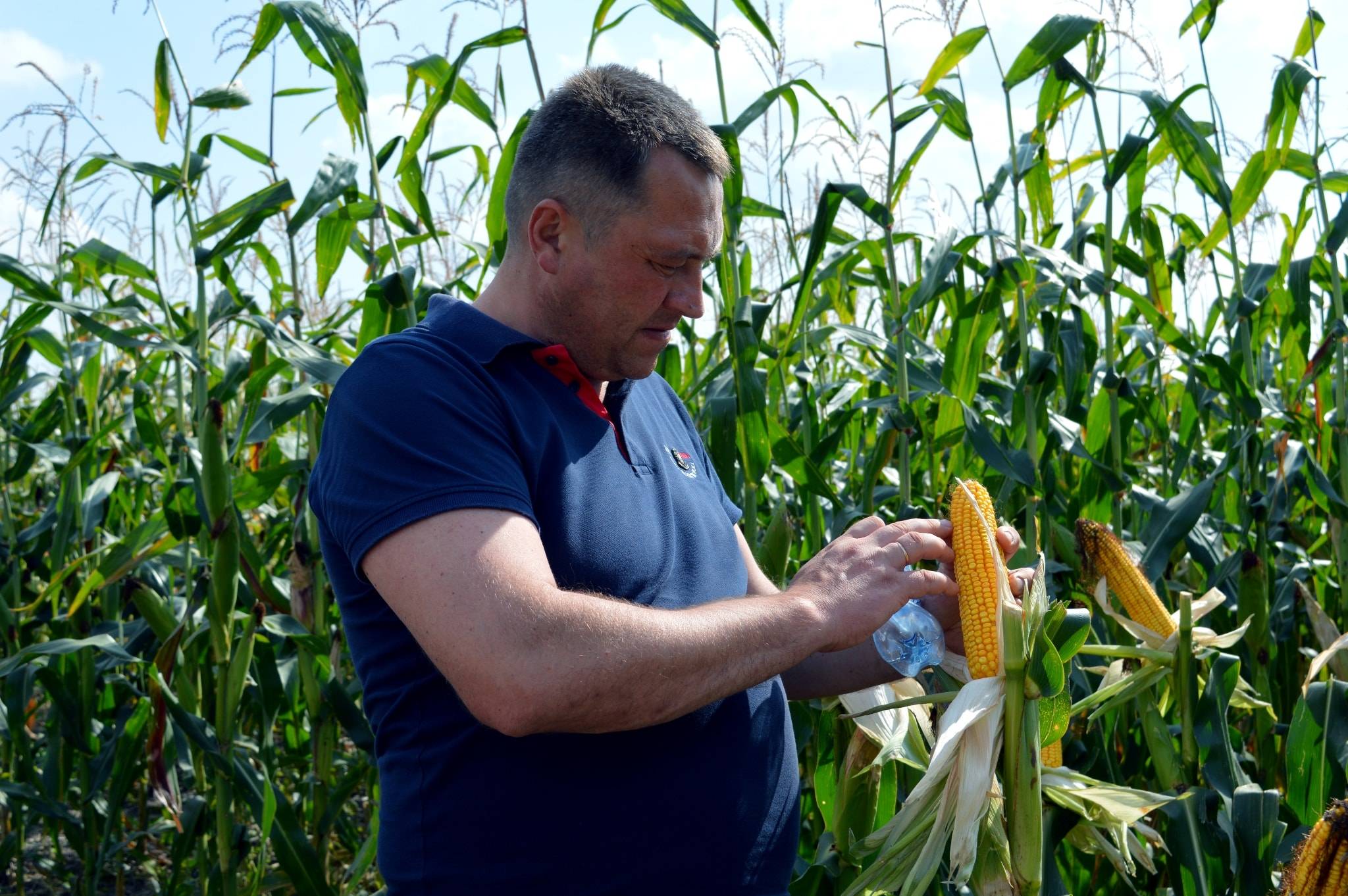 Посадка кукурузы и выращивание больших и ранних початков!