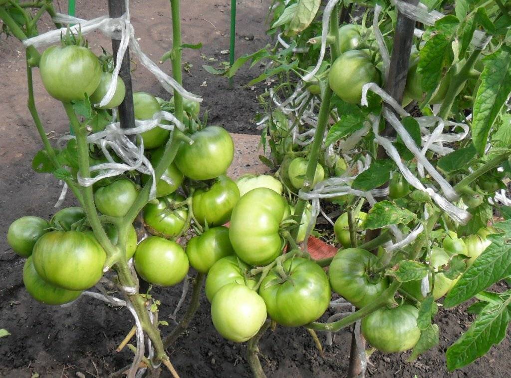 Описание сортов томатов сибирской селекции: характеристики, достоинства, отзывы