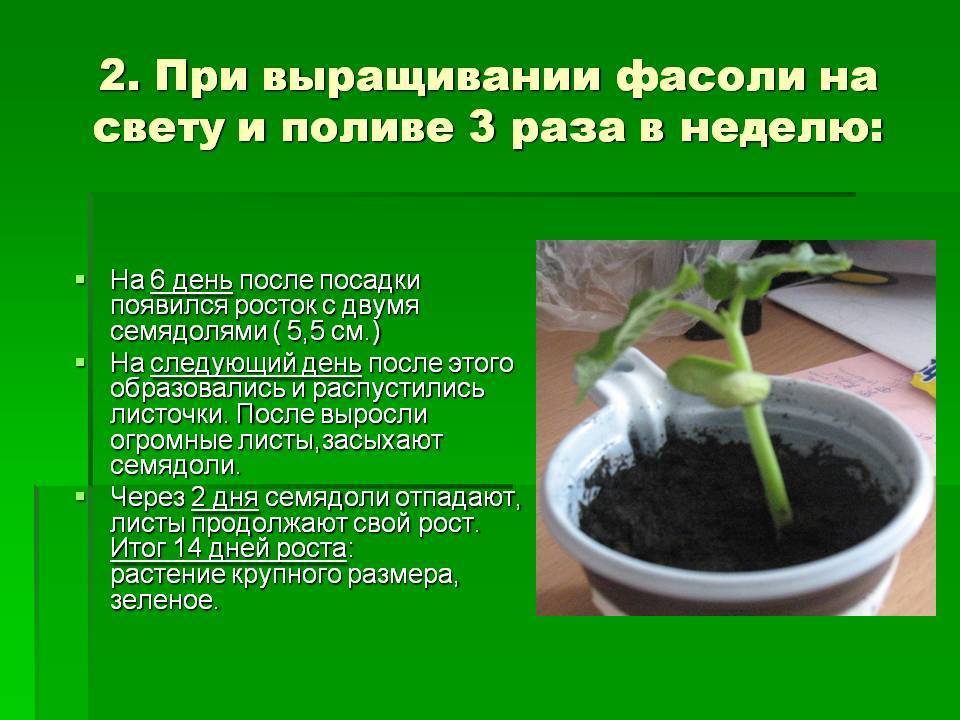 Как прорастить семена фасоли в домашних условиях школьный проект быстро