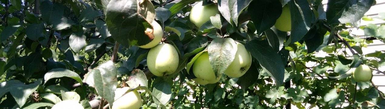 Описание и подвиды яблони сорта сахарный аркад, технология выращивания