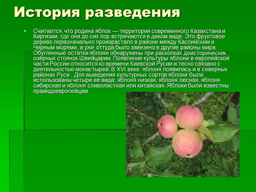 Яблоня ауксис: плюсы и минусы, описание сорта, фото, советы по выращиванию, вкусовые качества яблок, отзывы садоводов