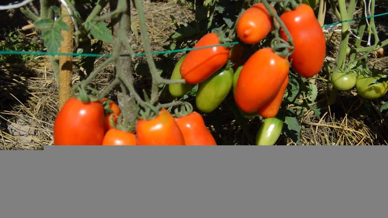 Помидоры рио гранде – неприхотливый сорт для начинающих огородников