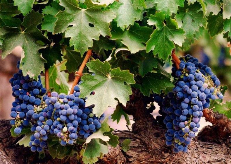 Винограда "вэлиант" (отважный) - особенности сорта, характеристика и описание гроздей