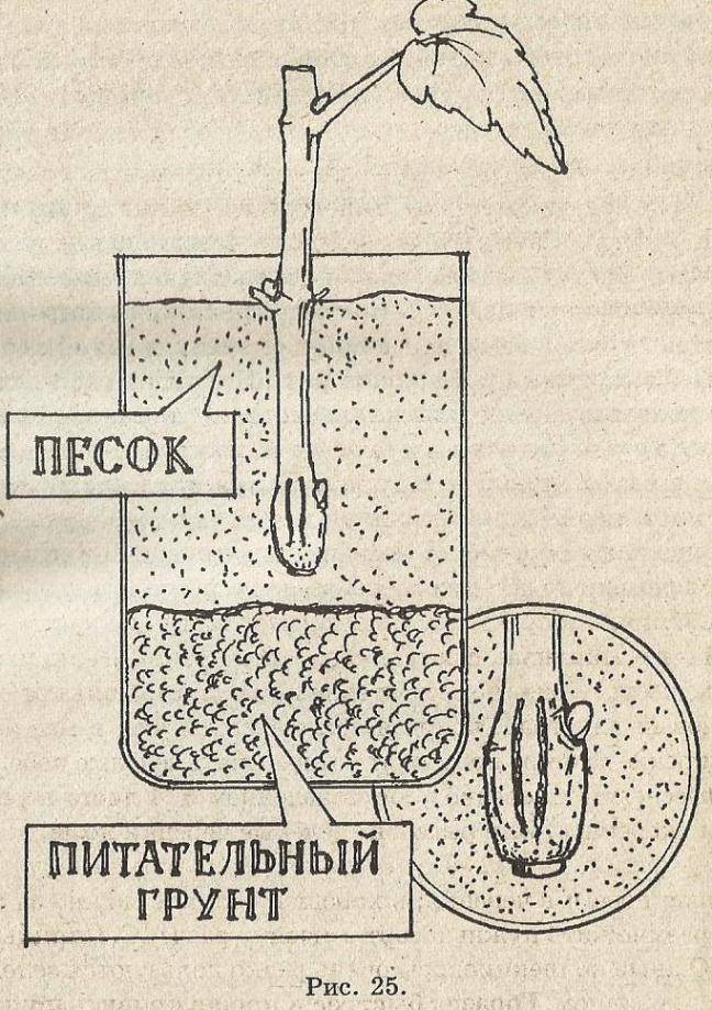 Укоренение черенков винограда: два самых простых и малозатратных метода - сибирский сад
