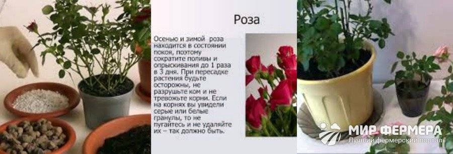 Комнатные розы – популярные сорта и уход