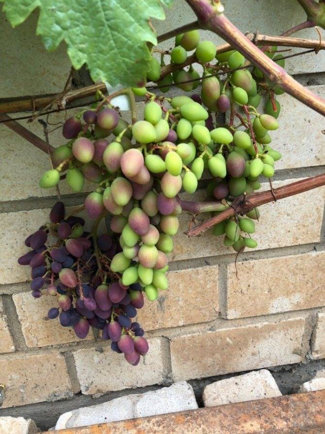 Описание сорта винограда ромбик: фото и отзывы | vinograd-loza