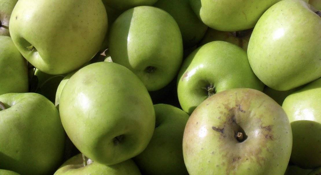 Описание сорта яблони мутсу. яблоня мутсу: описание, фото, где выращивают, отзывы
