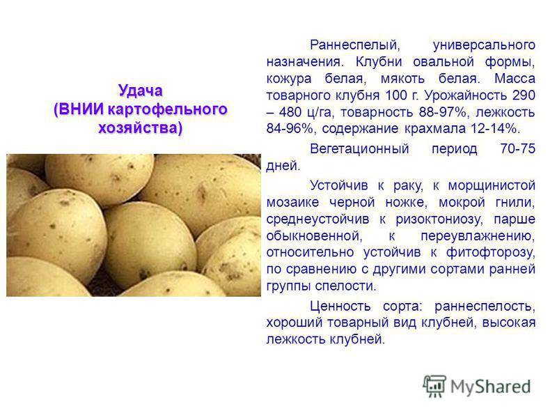 Картофель любава: описание сорта, характеристика, фото, отзывы | qlumba.com