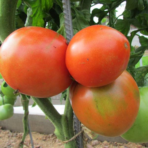 Вредители на рассаде томатов на подоконнике: их фото, методы борьбы с насекомыми в домашних условиях и чем можно обработать помидоры, если появились паразиты? | сортовед