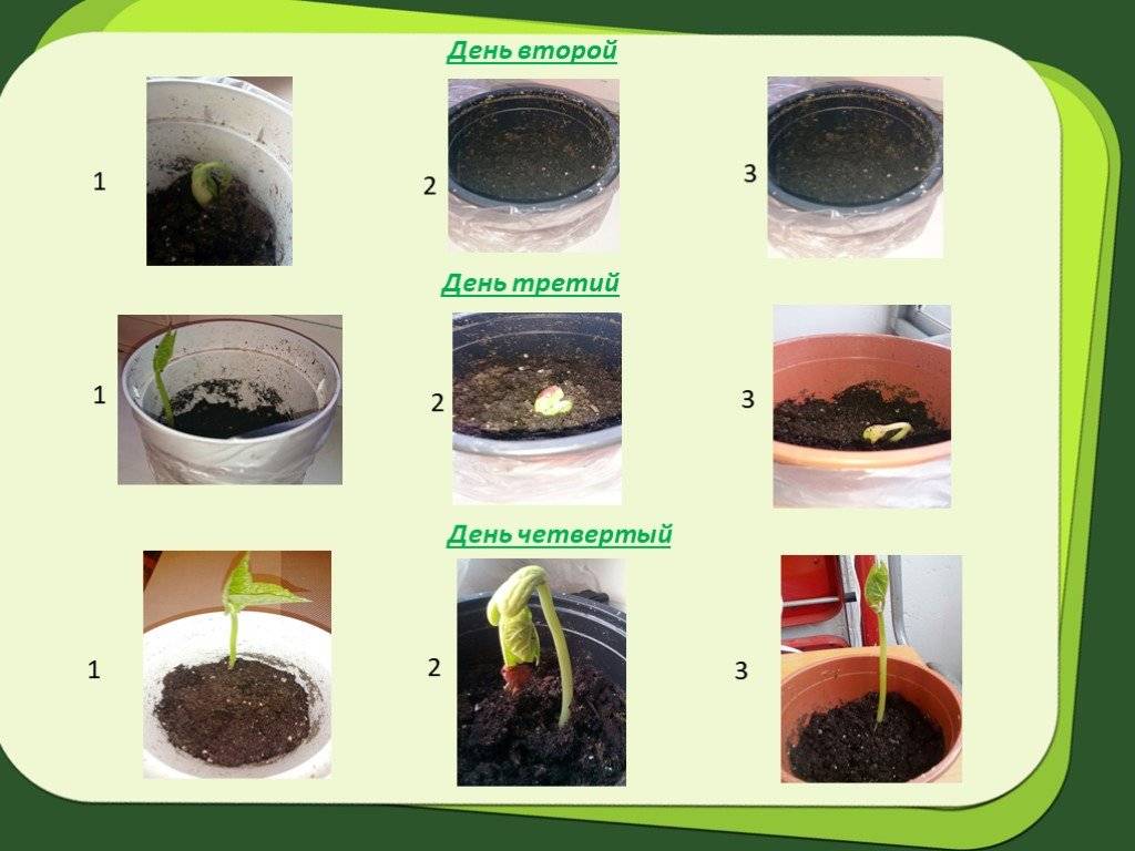 Как вырастить фасоль дома: выбор сорта, подготовка почвы, посадка и особенности ухода